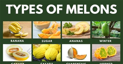 melons tybe|Trying Every Type Of Melon 